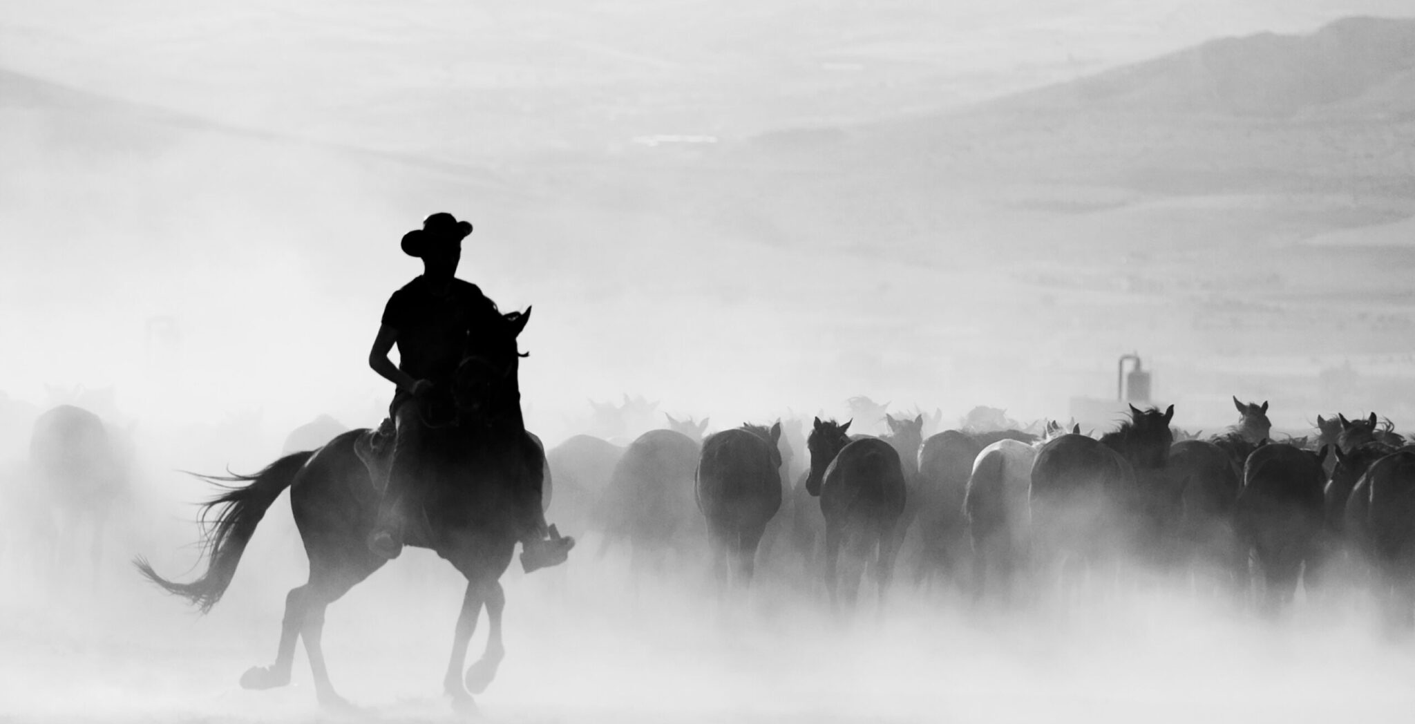 Horses Accompanied By A Cowboy In A Dusty Field in Black and White